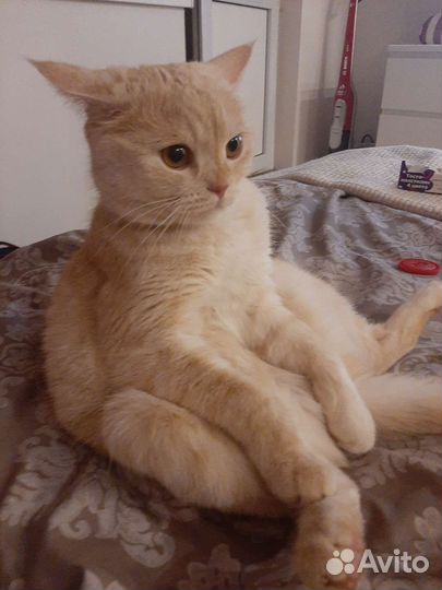 Кот Британец