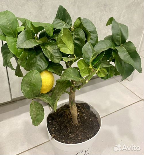 Лимоннле дерево с плодами