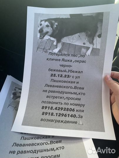 Потерялась собака