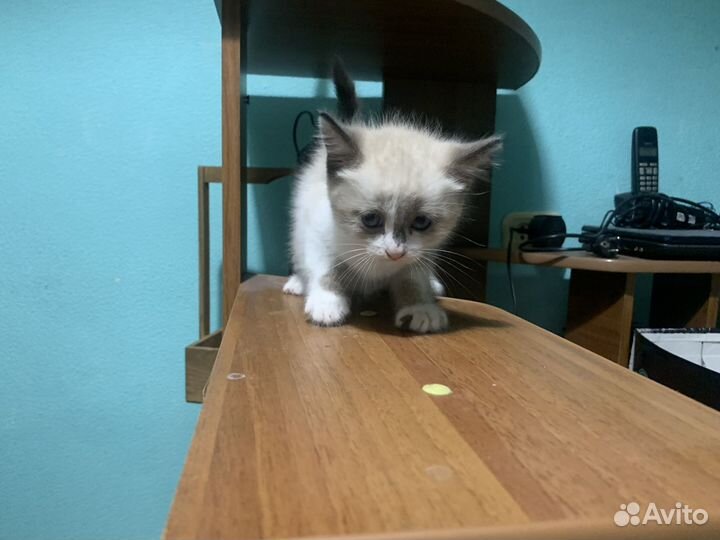 Отдам котят