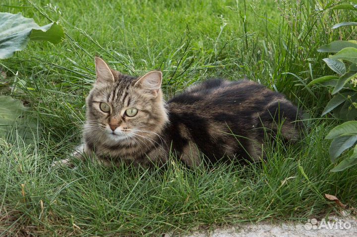 Котенок мальчик от кошки метис сибирской, мейн-кун