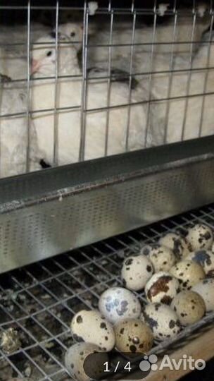 Яйца перепелиные