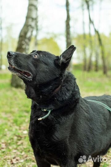 Дарт очень тоскует в приюте (Собака из приюта)