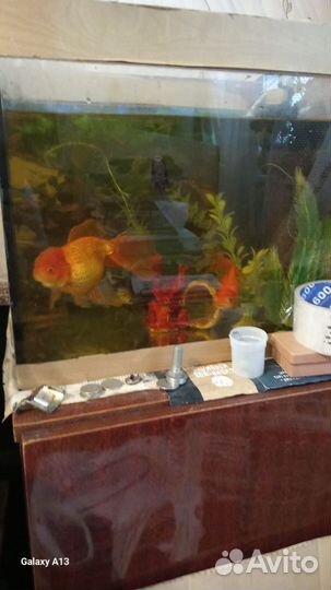 Аквариум с рыбками