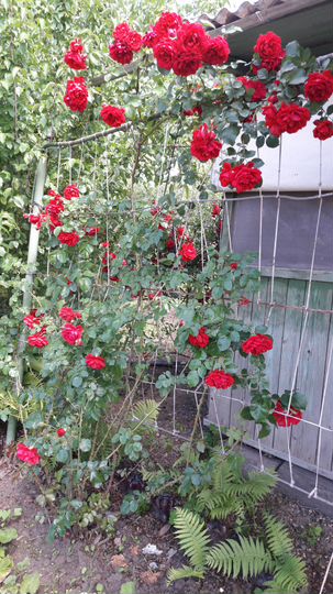 Дача 18 м² на участке 5,2 сот.