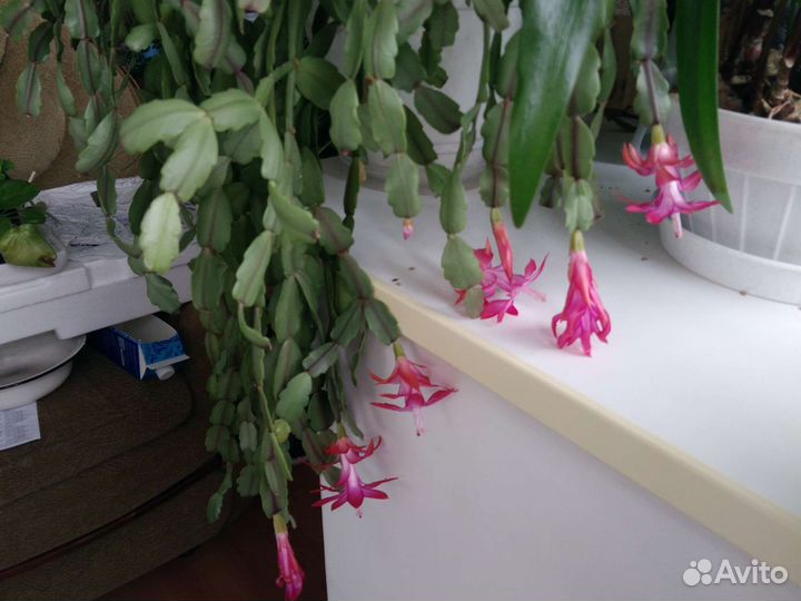 Декабрист розовый