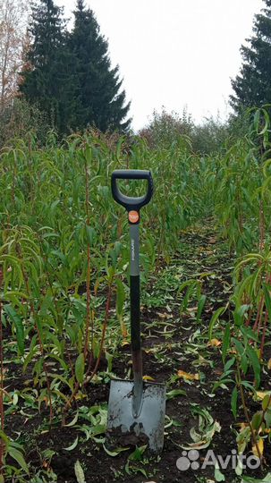 Саженцы плодовых деревьев