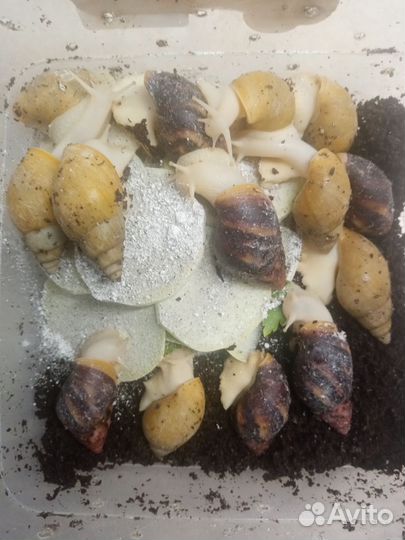 Улитки ахатины