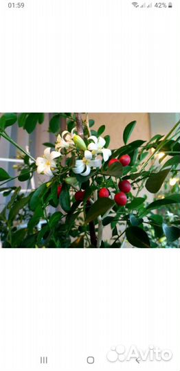 Мурайя метельчатая