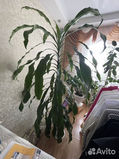 Драцена пальма