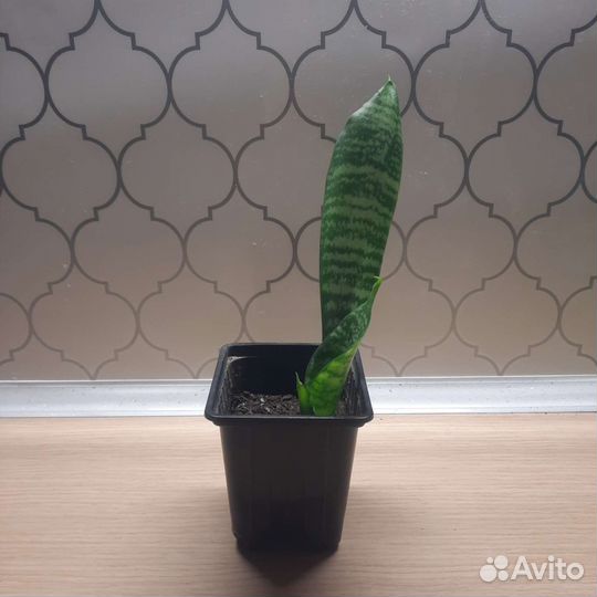 Калатея, фикус Бенжамина,Толстянка,монстера Манки