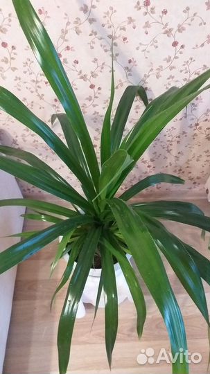 Пальма панданус