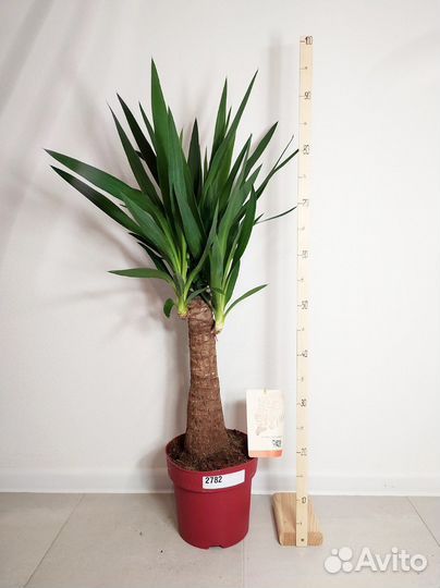 Юкка слоновая