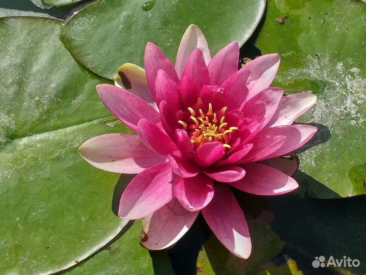 Карп кои и нимфеи