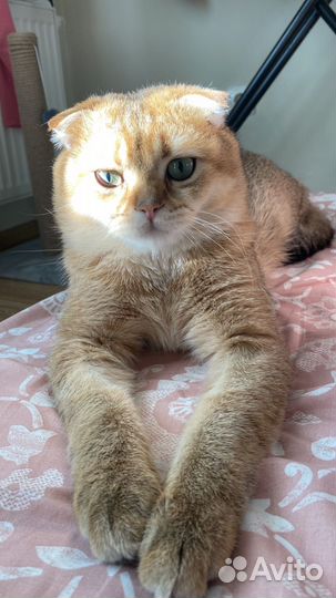 Шотланский вислоухий кот вязка