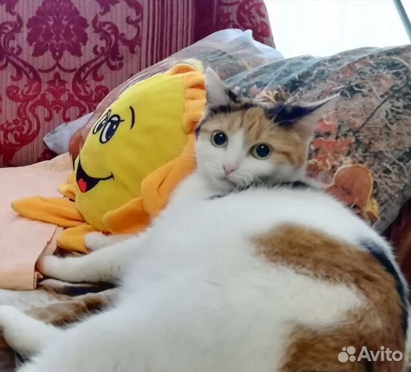 Кошечка в добрые руки