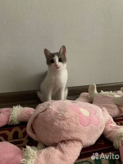 Кошечка Люся