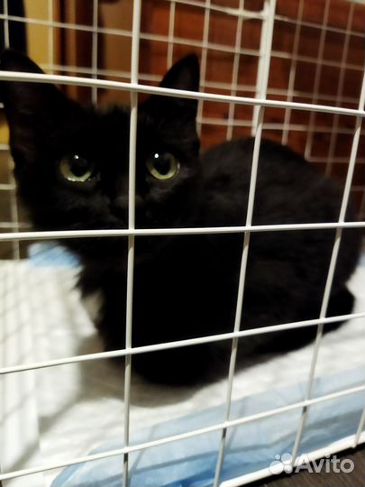 Отдам в хорошие руки кошку