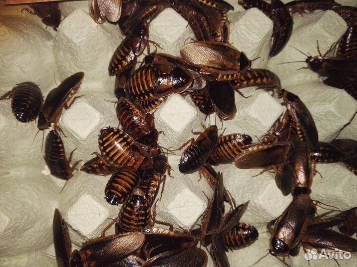 Аргентинский таракан (Blaptica dubia)