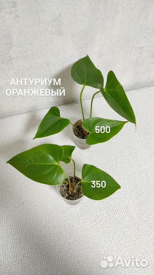 Женское счастье