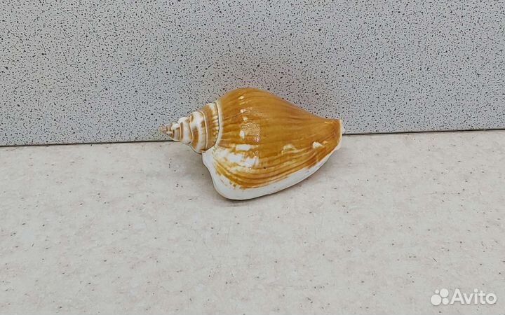 Стромбус 6 морская ракушка раковина