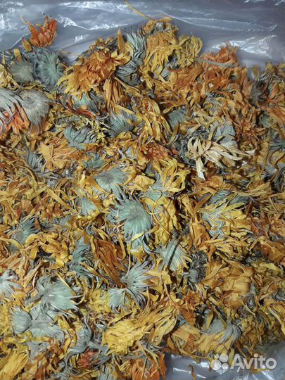 Календула. Растение