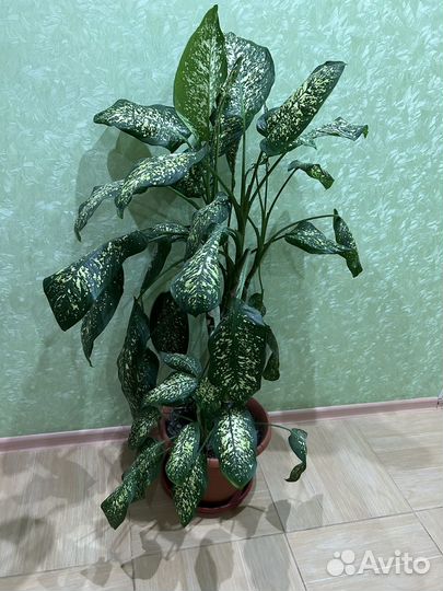 Диффенбахия