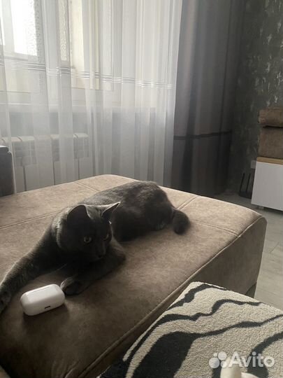 Кот в добрые руки