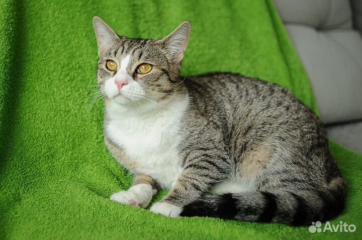 Котик в дар