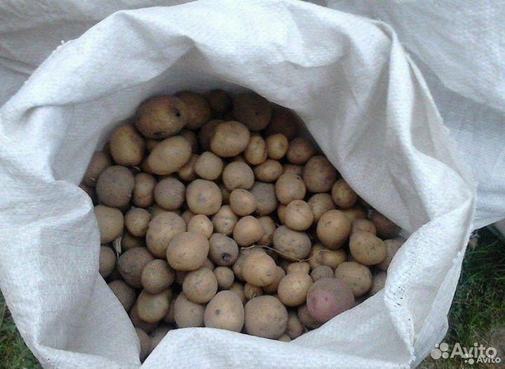 Картофель мелкий