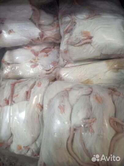 Кормовые мыши