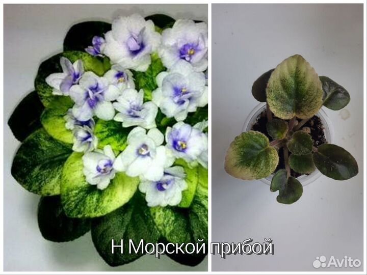 Сортовые фиалки