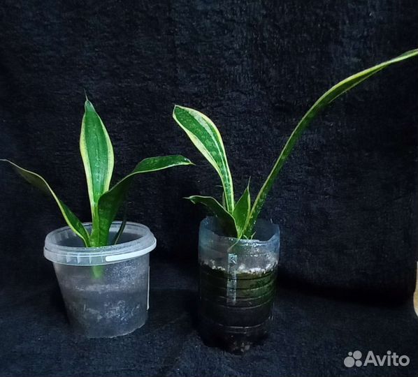 Домашние цветы