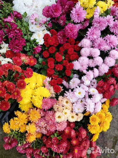 Хризантема шаровидная мультифлора саженцы черенки