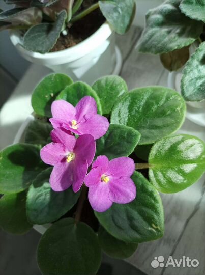 Сортовые фиалки в горшках