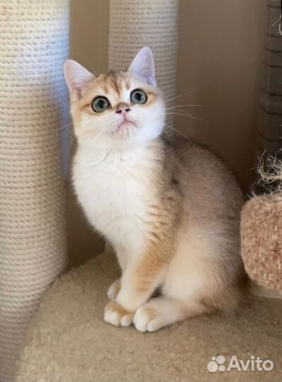 Британские котята золотая шиншилла NY 12