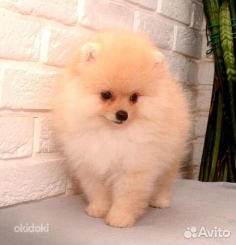 Померанский шпиц