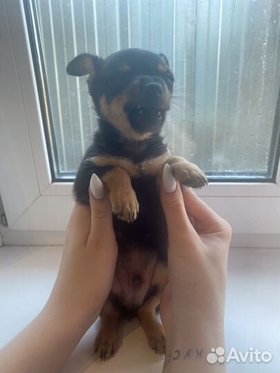 Мини той-терьер щенки