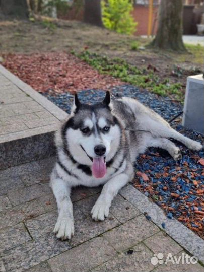 Сибирский хаски Алтай ищет дом
