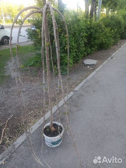 Растения для сада