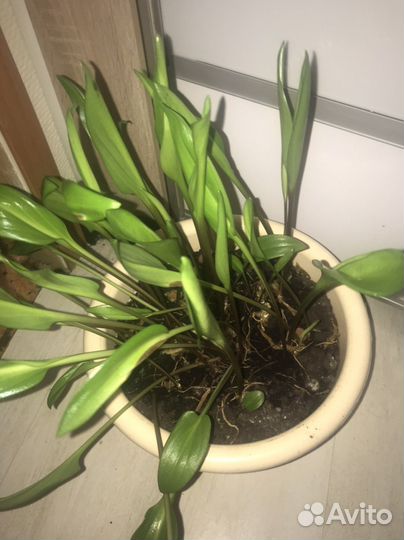 Дримиопсис в горшке