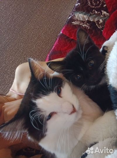 Кошка в дар бесплатно