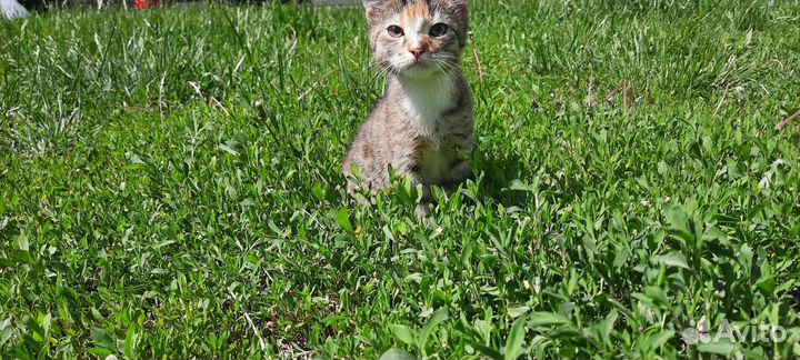 Отдадим бессплатно в добрые руки