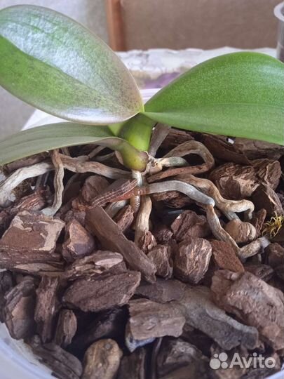 Орхидея фаленопсис