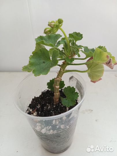 Пеларгония тюльпановидная