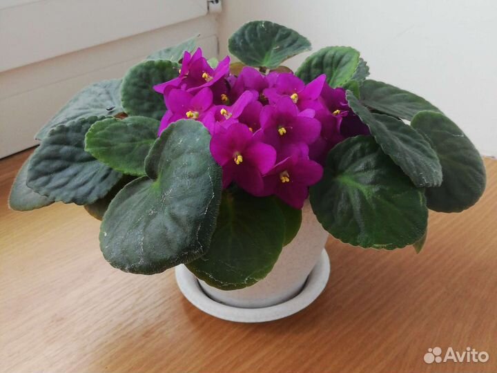 Фиалки цветущие в горшках