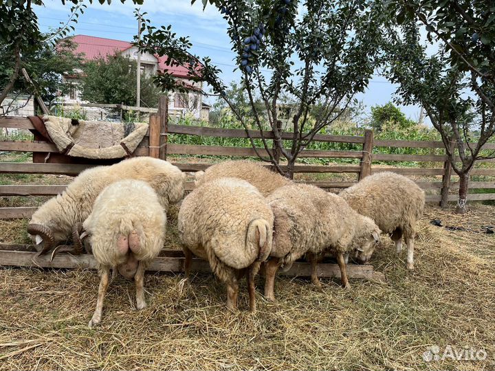 Курдючные бараны овцы