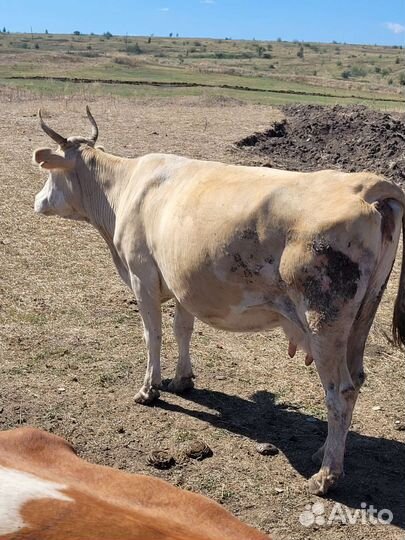 Продам крс. Скот