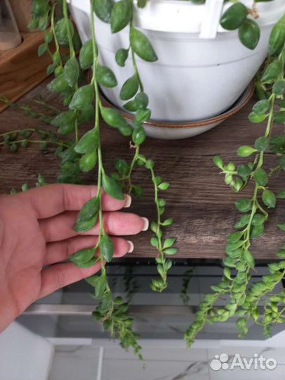 Крестовник геррейна