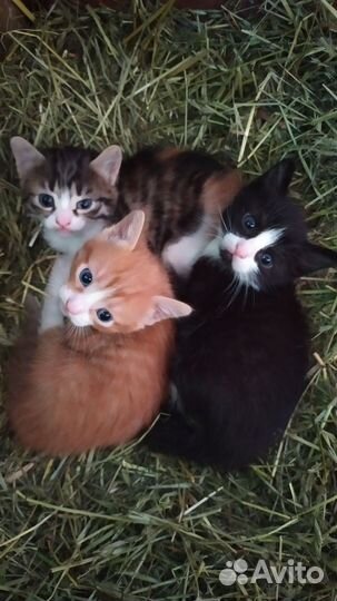 Кошки в добрые руки бесплатно